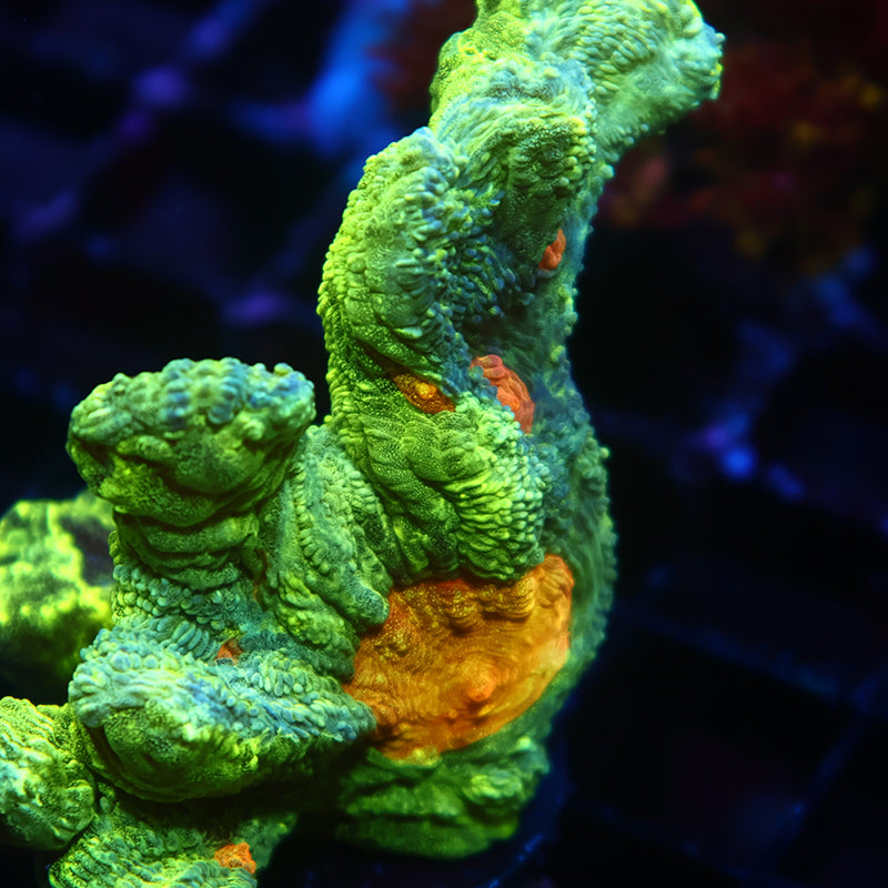 Lg Space Invader Pectinia