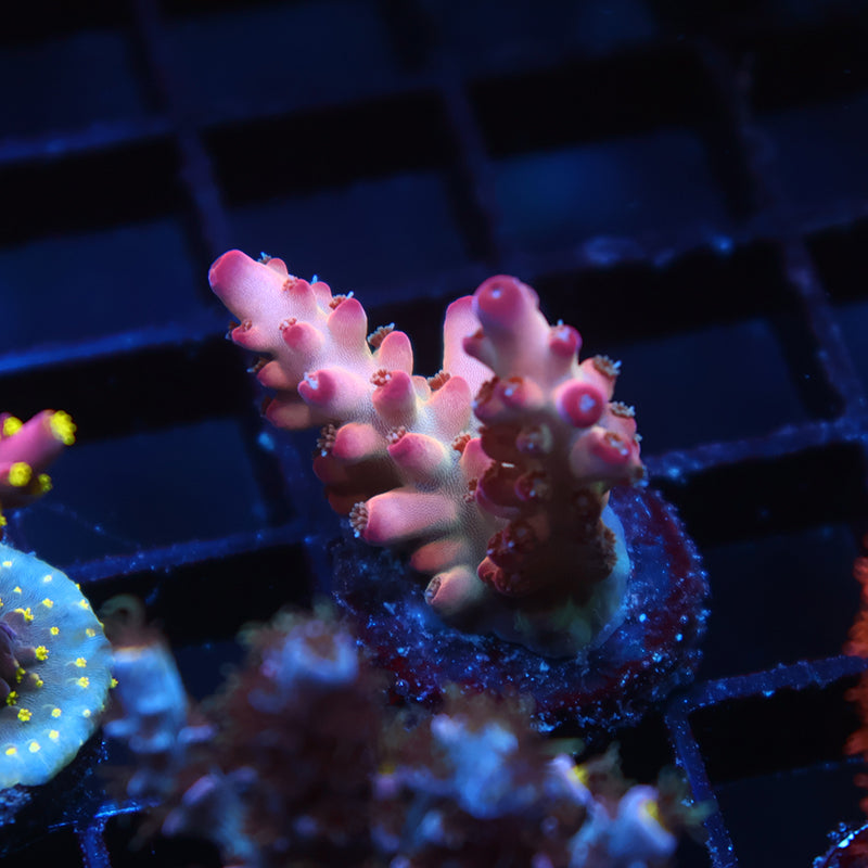 TCK Pink Granulosa