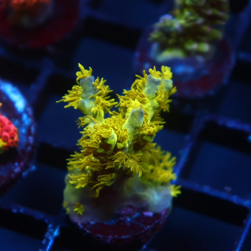 RRC Marvin the Martian