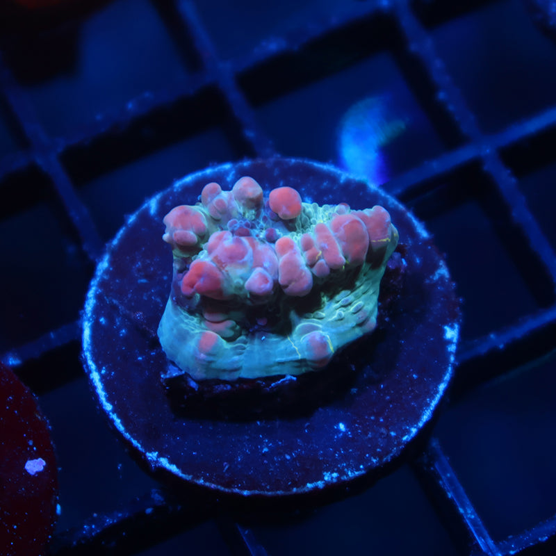 WWC Cosmic Candy Bounce Chalice