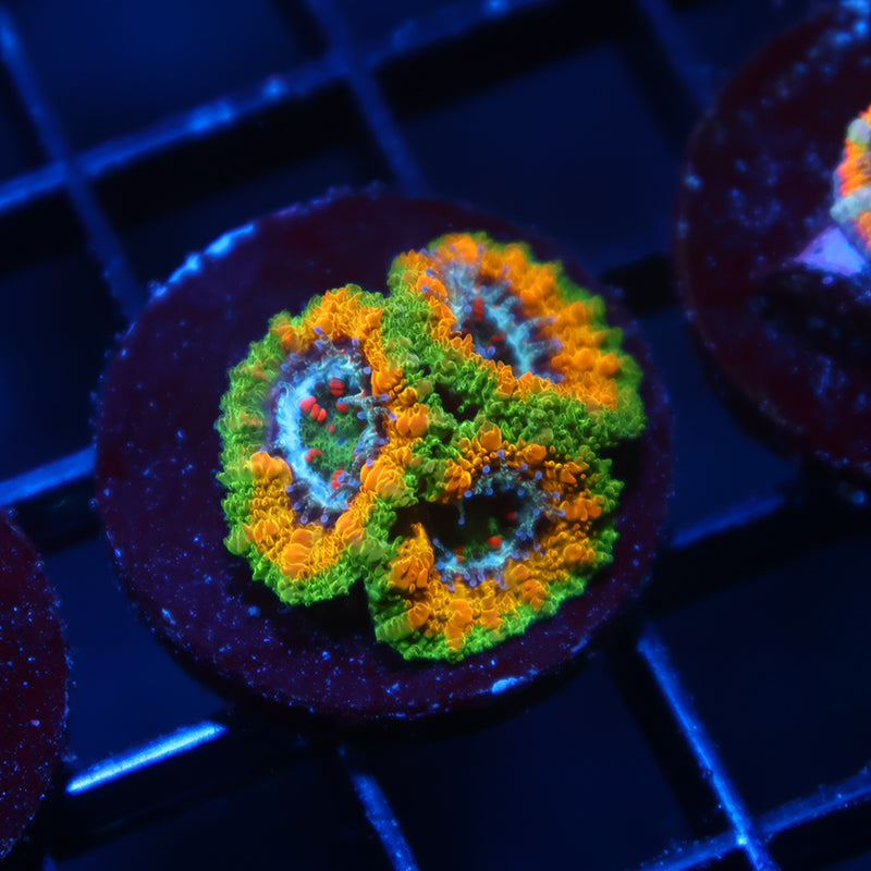 TCK OG Mardi Gras Acan Lord