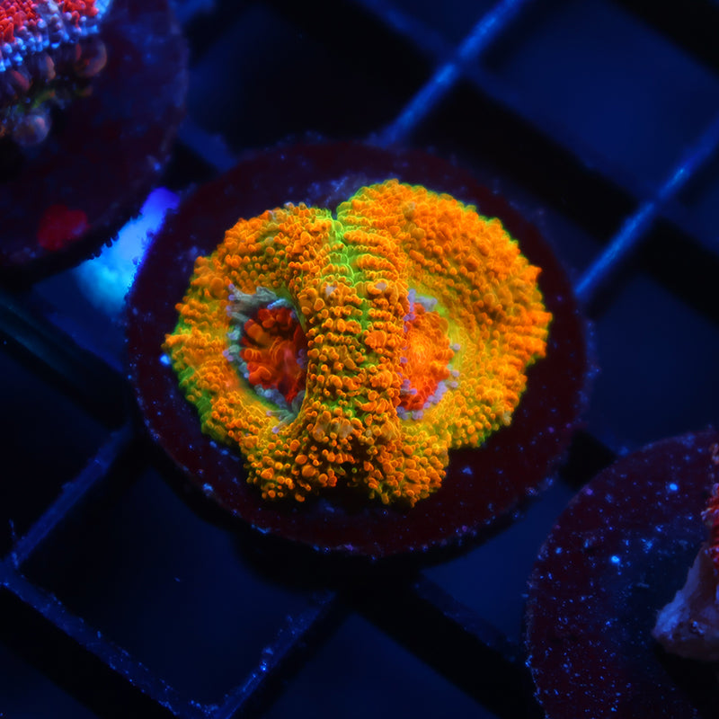 BSA Killshot Acan Lord