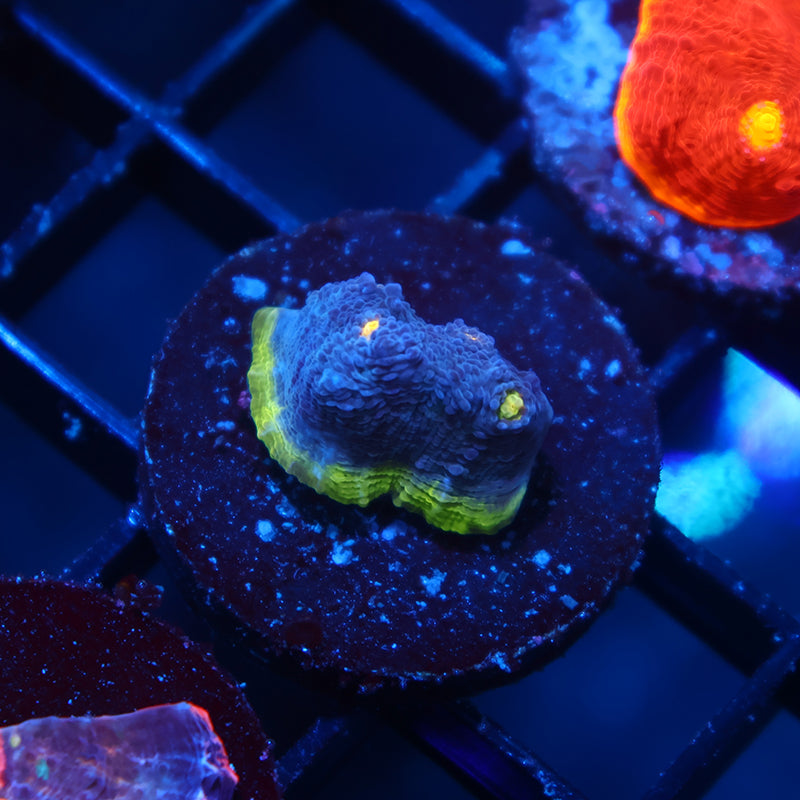 TCK Blue Crush Chalice