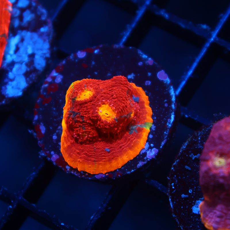 TCK Ultimate Rainbow Chalice