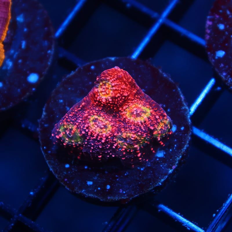 TCK Rimless WM Chalice