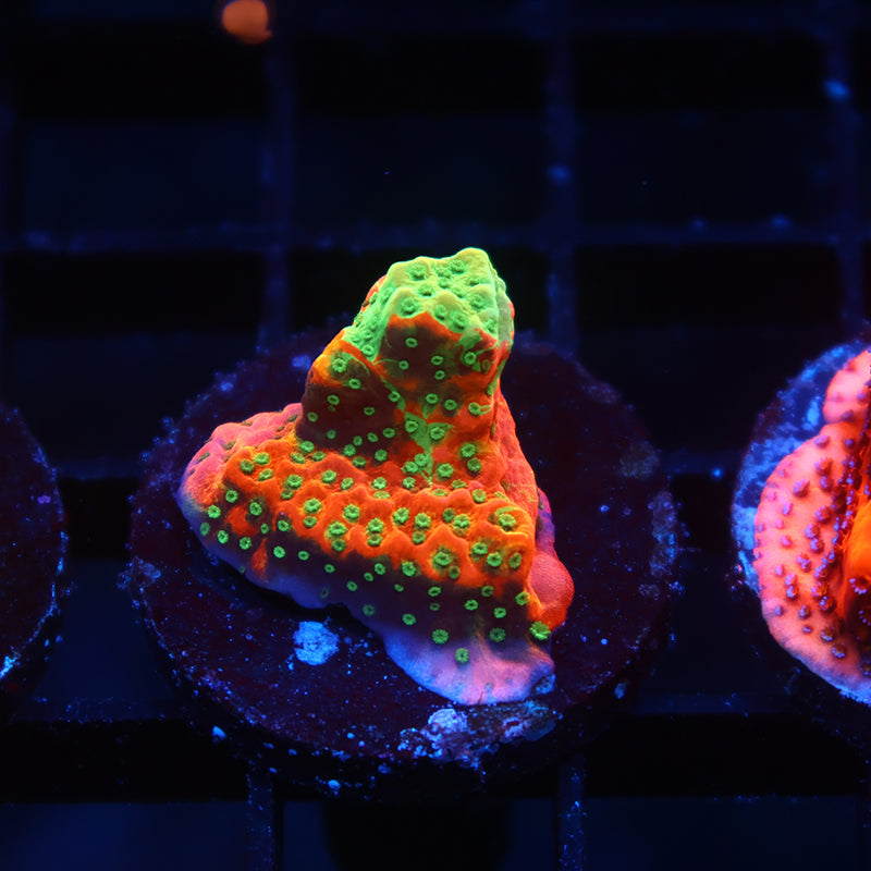 TCK Grafted Cherry Tree Monti