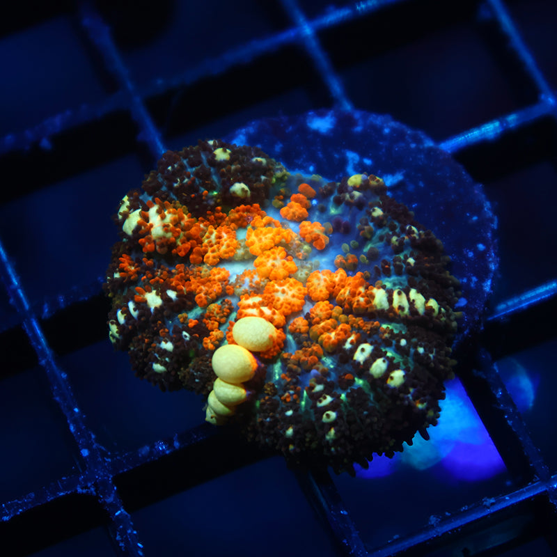 TCK Powerball Bounce Mushroom