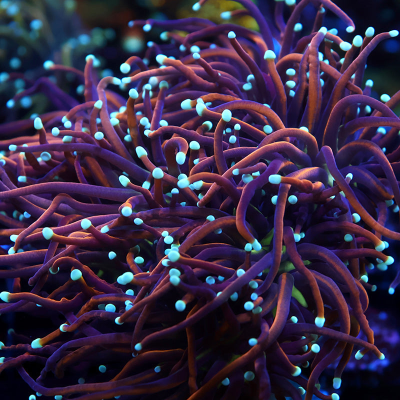 TCK White Tips Indo Gold Torch