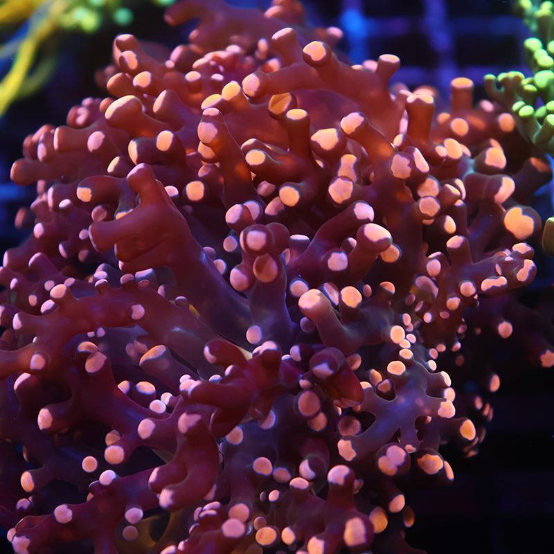 TCK Branching Gold Frogspawn