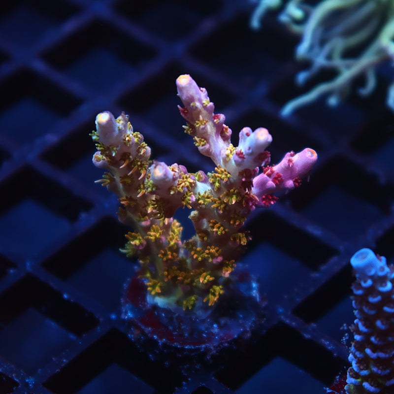TCK Grafted Kaleidoscope