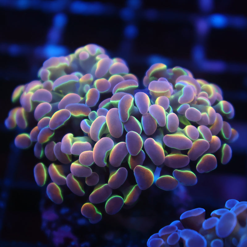 TCK Branching Holographic Hammer