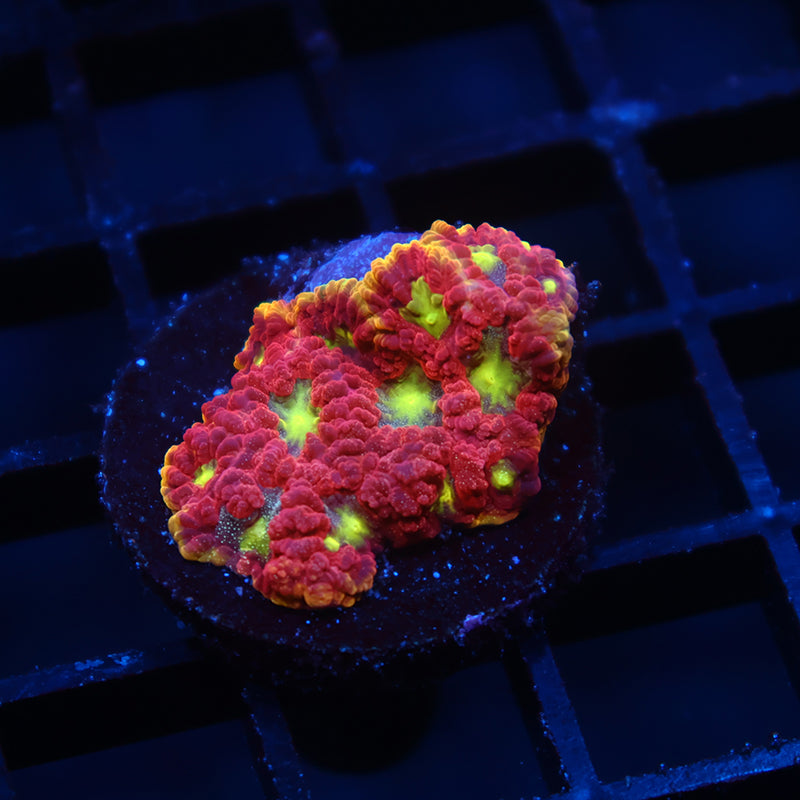 WWC Blood Diamond Favia