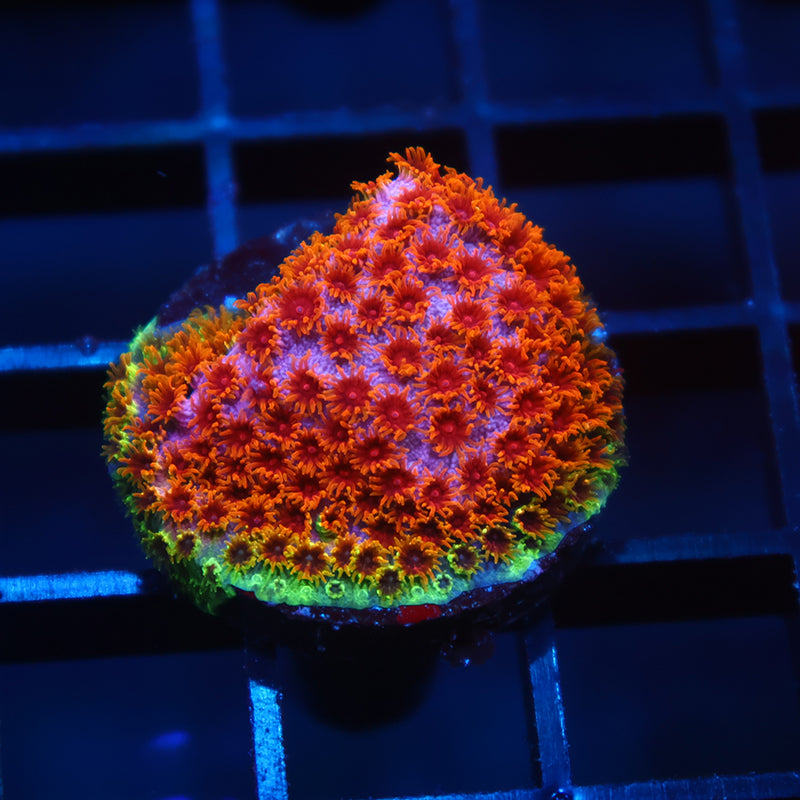 Skittles Bomb Cyphastrea