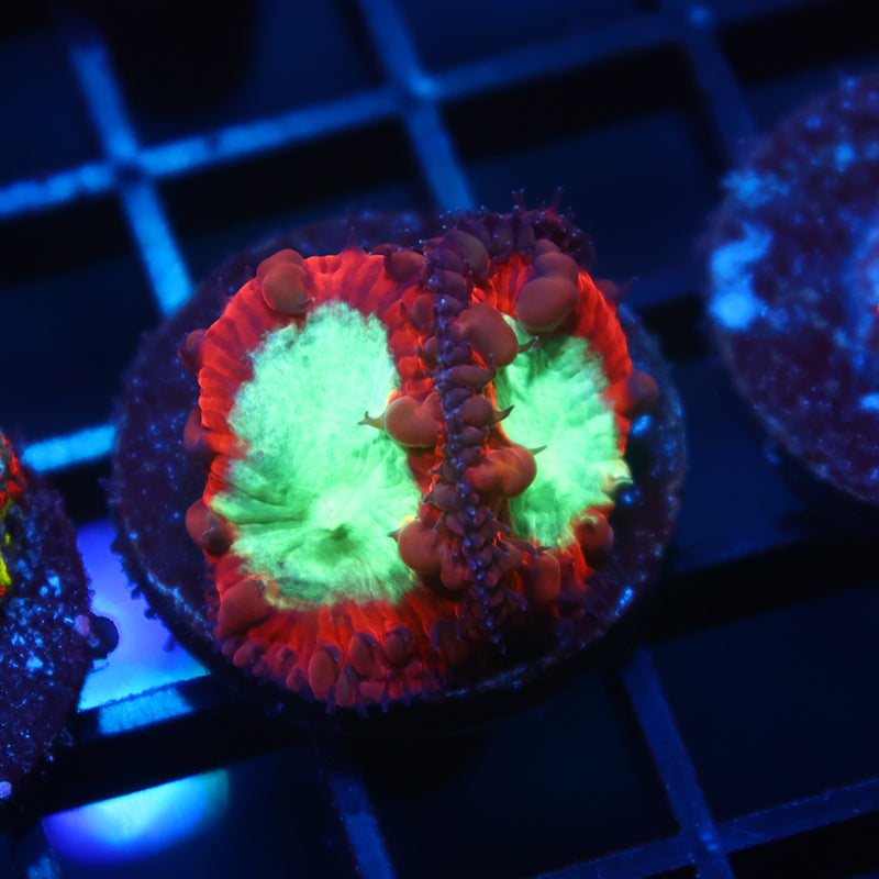 ARC OG Black Cherry Blasto