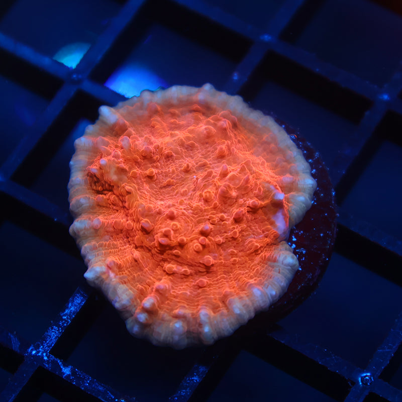 TCK Molten Chalice