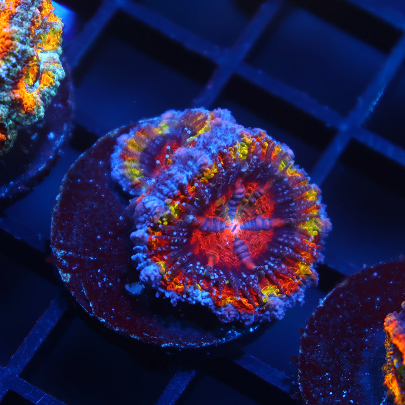 TCK Quantum Realm Acan Lord