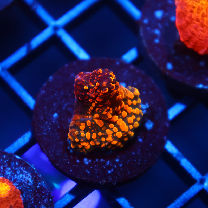 CC Cloudberries Chalice