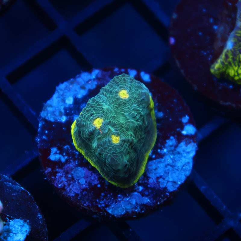 TCK Rainbow Flamethrower Chalice Blue Side