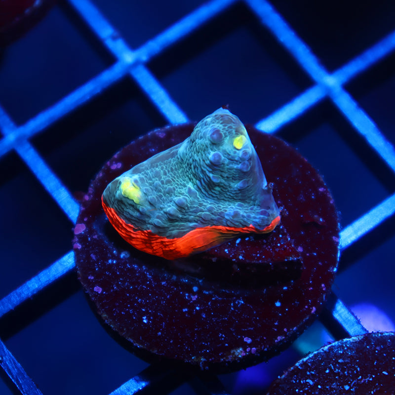 TCK Whirly Pop Chalice