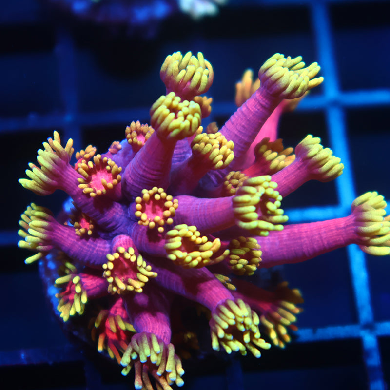 TCK Laffy Taffy Goni