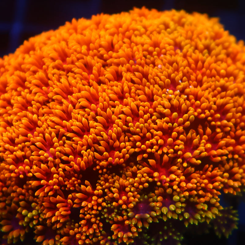 TCK Rainbow Crunch Goni Bernardpora