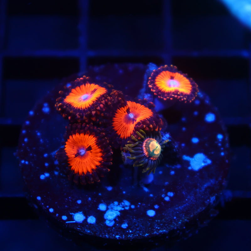 WWC Bloodsuckers