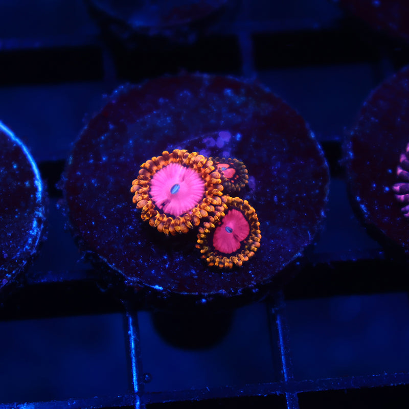 RR Pink Diamonds