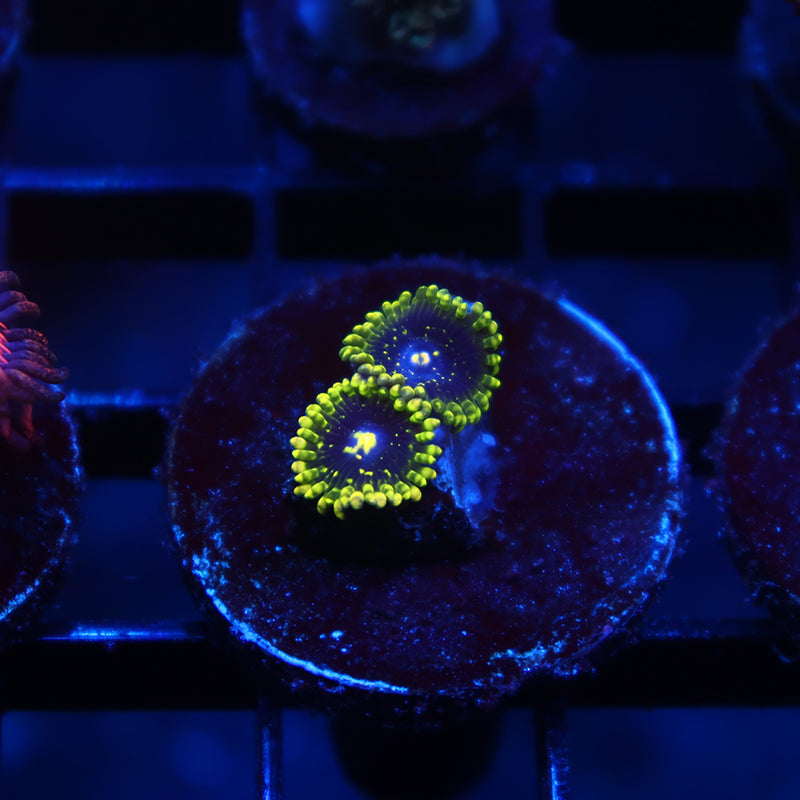 Exospheres