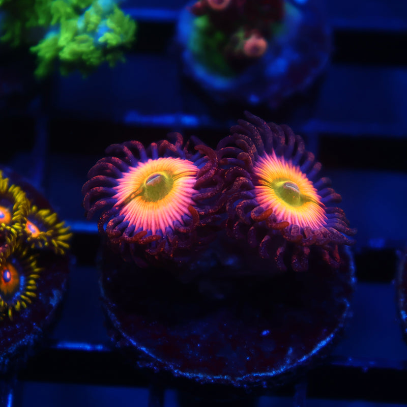 Rainbow Infusions