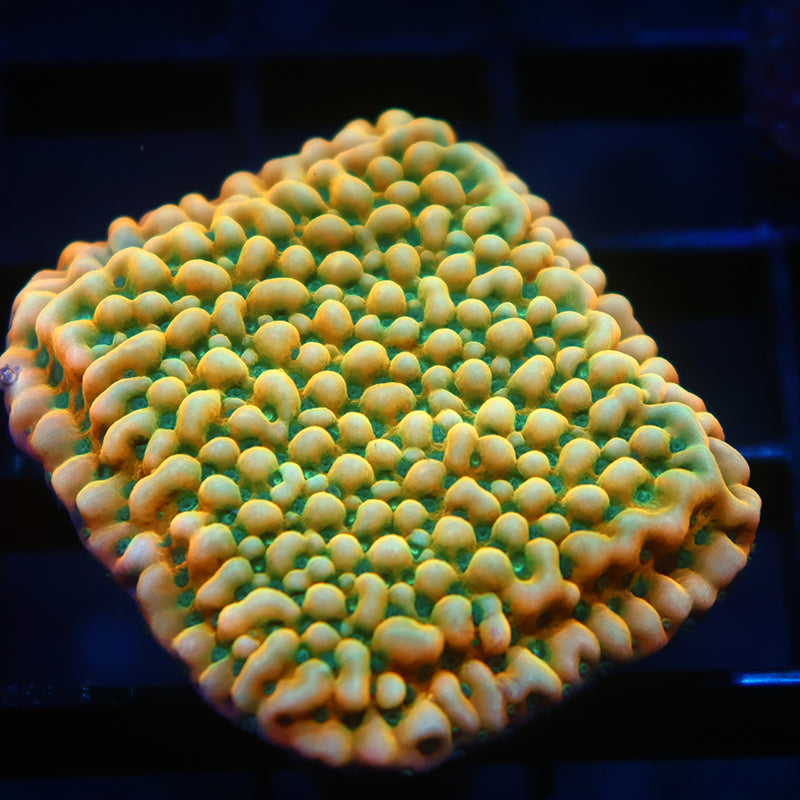 WWC Kung Pao Monti