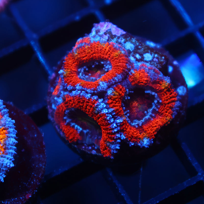 TCK Red Acan Lord