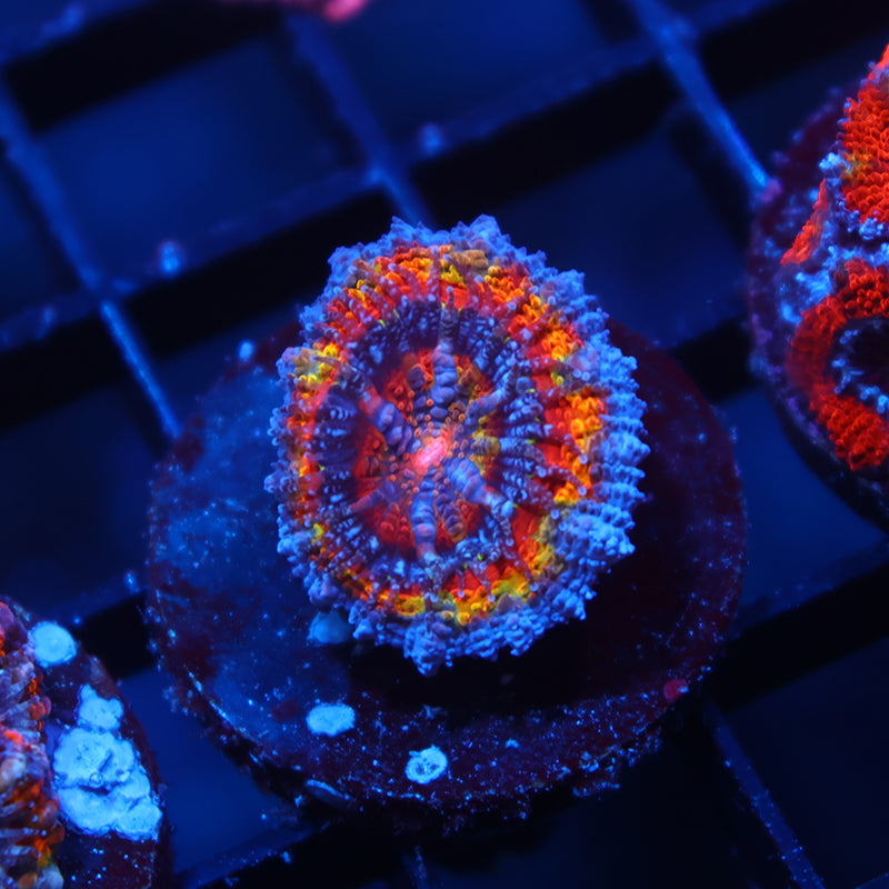 TCK Quantum Realm Acan Lord