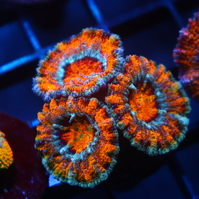 TCK Awesome Orange Acan Lord