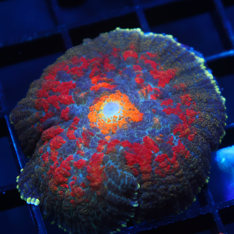 TCK Rainbow Rhodactis