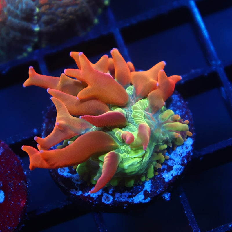 Crazy BSA Diaseris