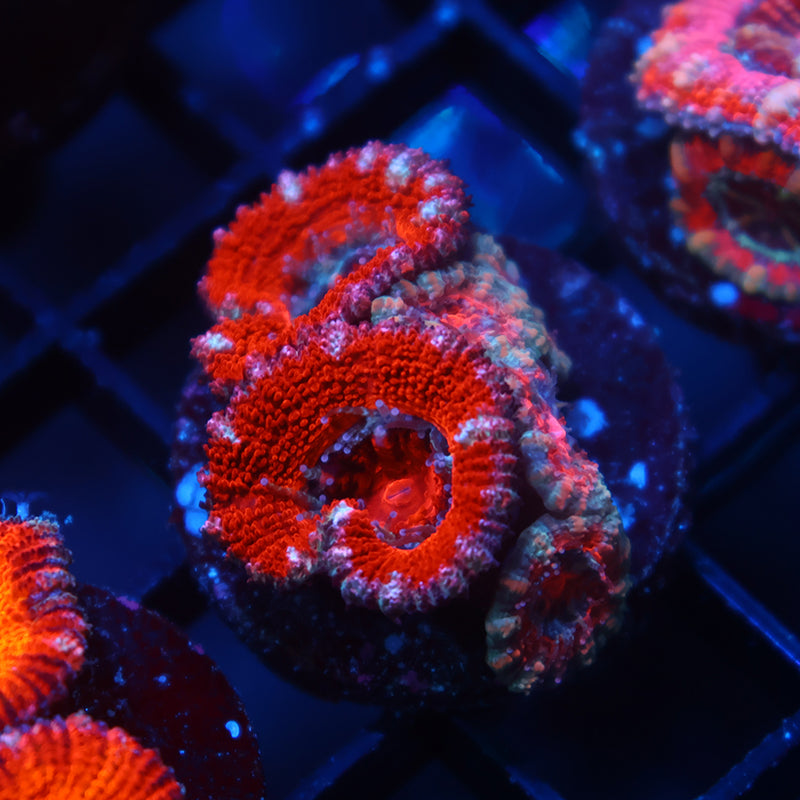 TCK Red Acan Lord