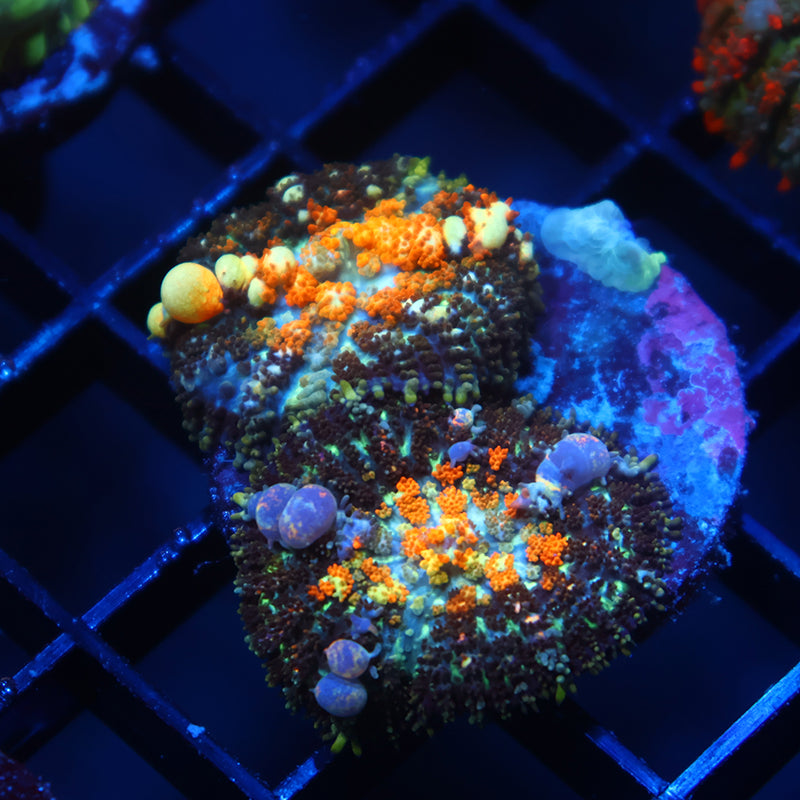 TCK Powerball Bounce Mushroom Double