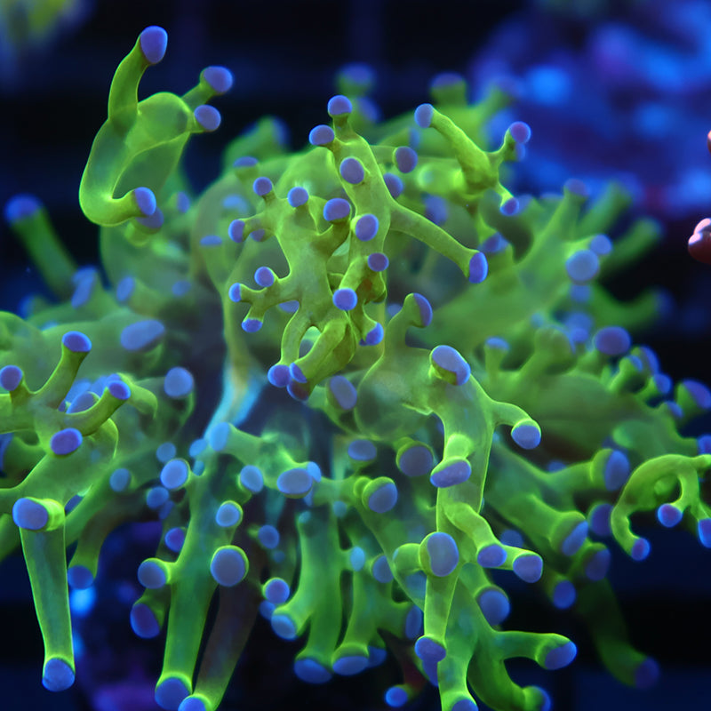 TCK Branching Green and Purple Tips Frogspawn