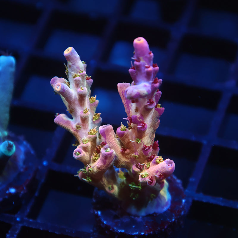 TCK Grafted Kaleidoscope
