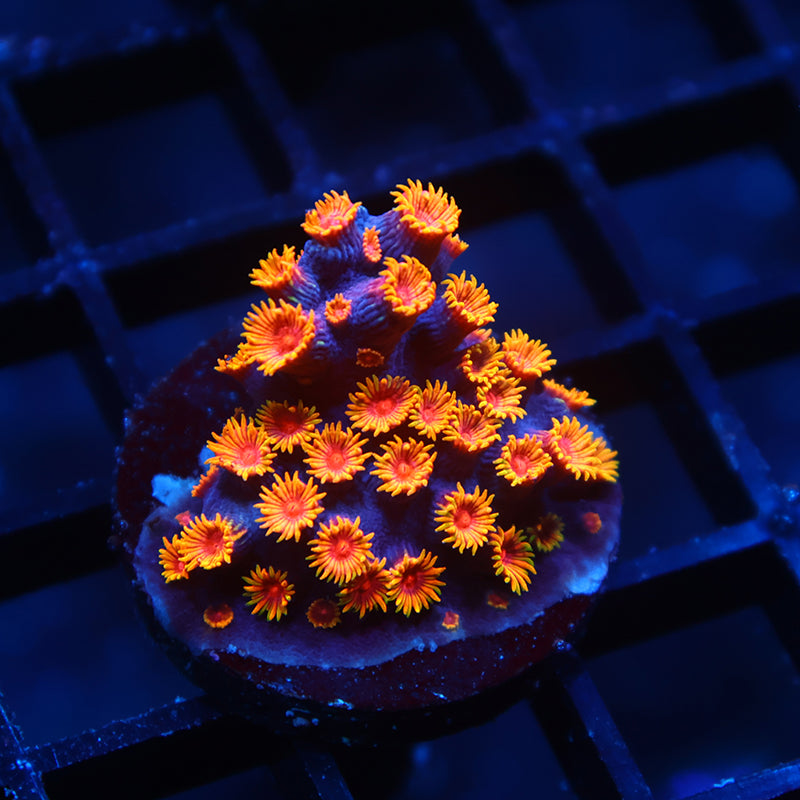 WWC Bizarro Cyphastrea