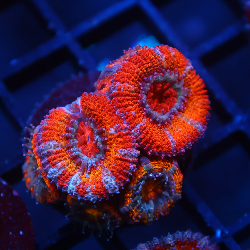 Lg TCK Fluffy Rainbow Acan Lord