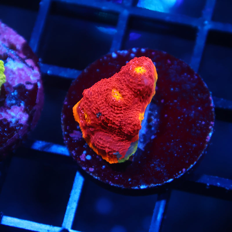 TCK Rainbow Dynamite Chalice
