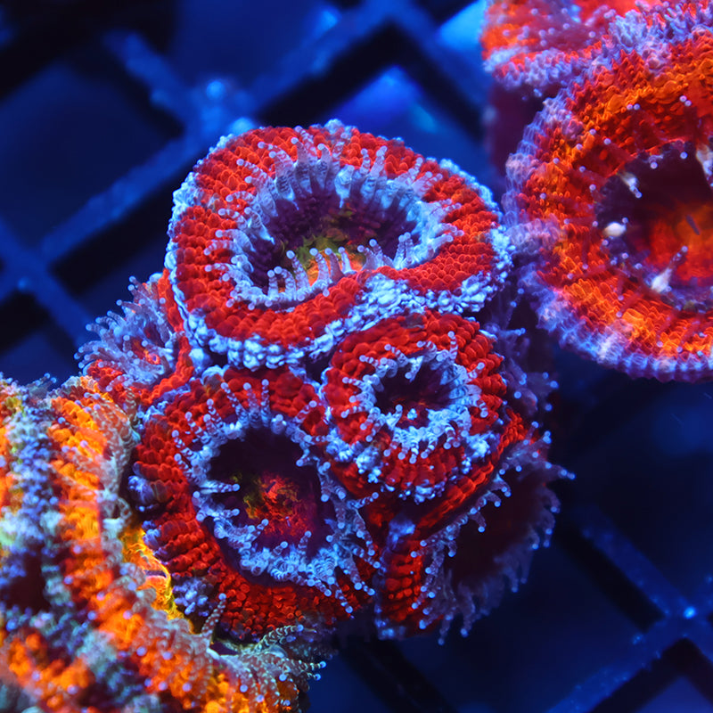 Lg TCK Rainbow Center Red Acan Lord