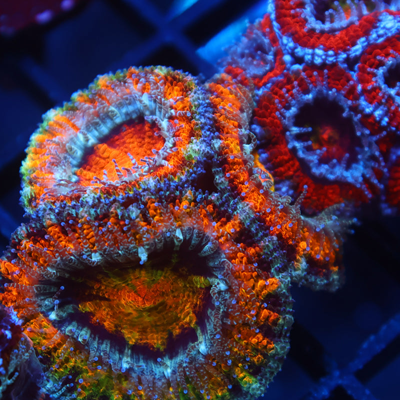TCK Awesome Orange Acan Lord