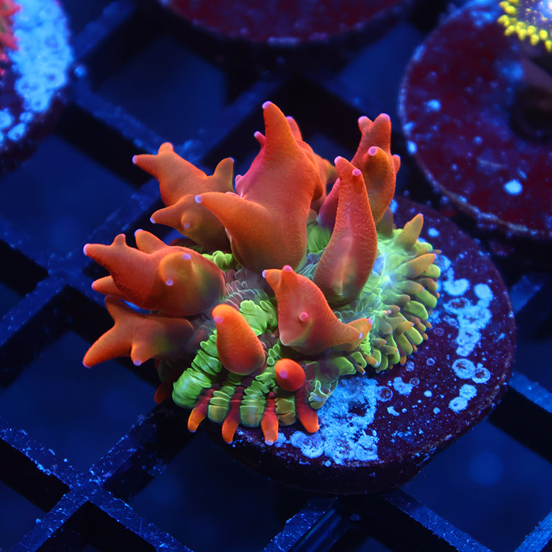 TCK Crazy BSA Diaseris
