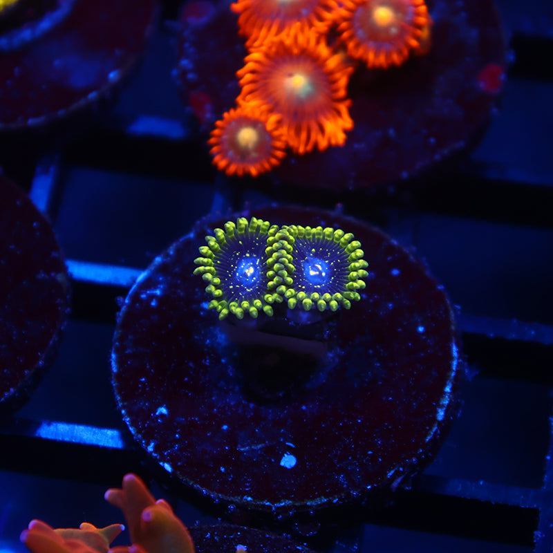Exospheres