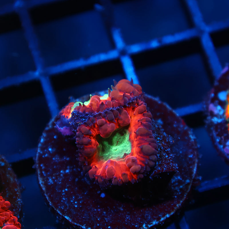 ARC Black Cherry Blasto