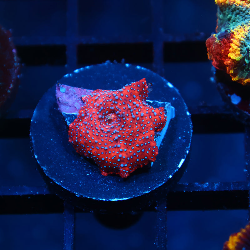 TCK Superman Mushroom