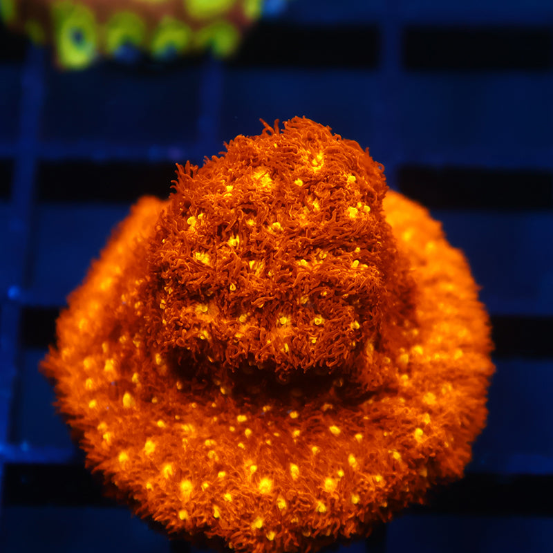 TCK Bright Orange Psammocora