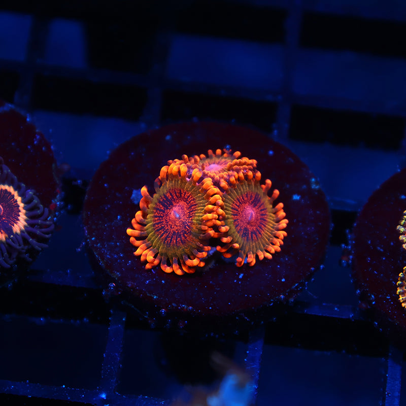 TCK Speckle Kraks